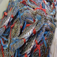 深圳海鲜活体空运